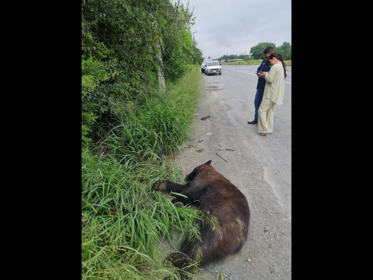 En #NuevoLeón matan o expulsan a #ososnegros

Más de 100 ejemplares fueron capturados y trasladados por autoridades a lugares lejanos para que no molesten a los habitantes que han invadido su espacio, lo que ha provocado que mueran atropellados o vendidos.
bitly.ws/Jz53