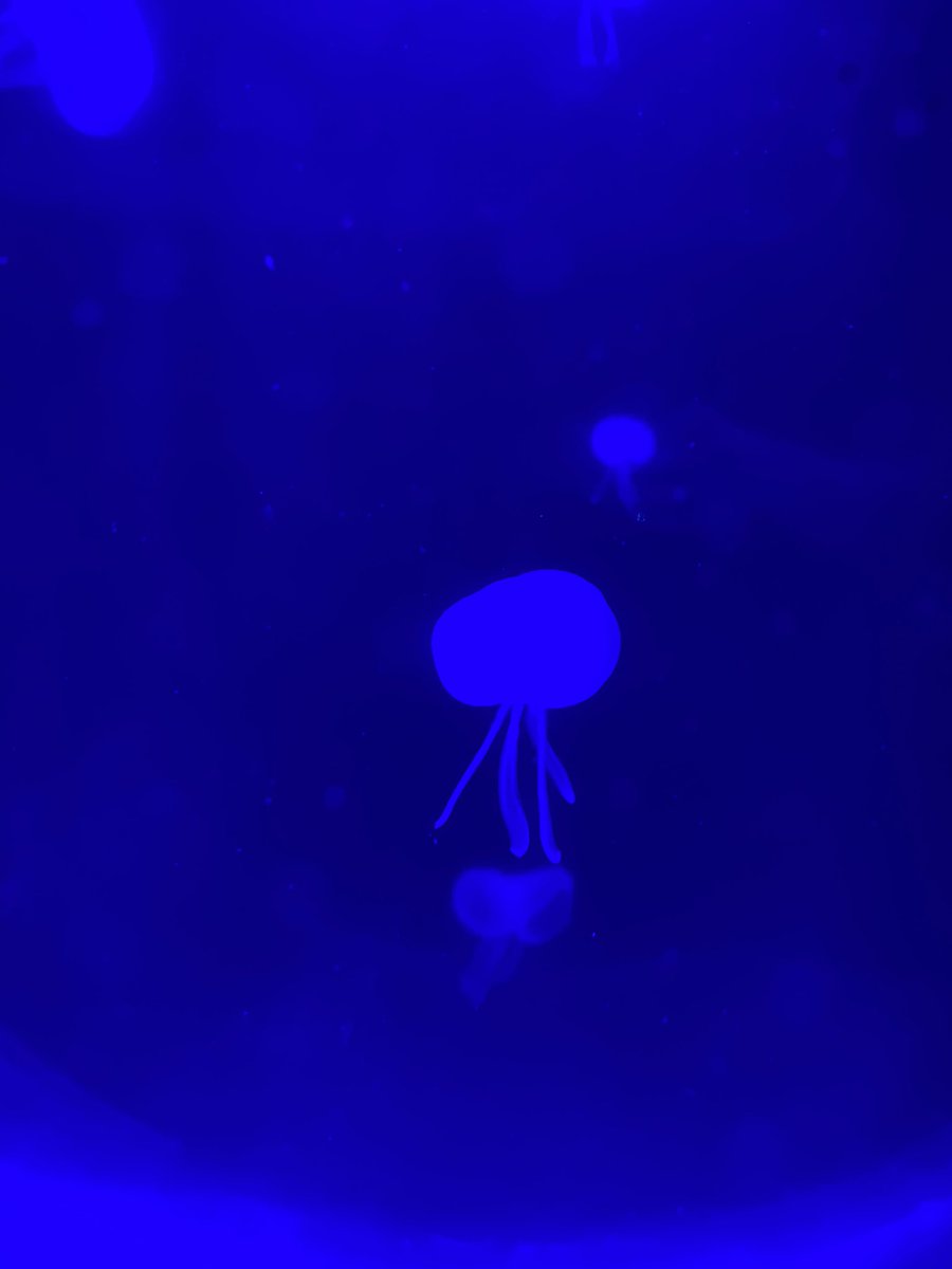 pierrejanaszak's tweet photo. Les aquariums m’apaisent ❤️ #aquarium #méduse #etoiledemer https://t.co/HuFCGRKjnX