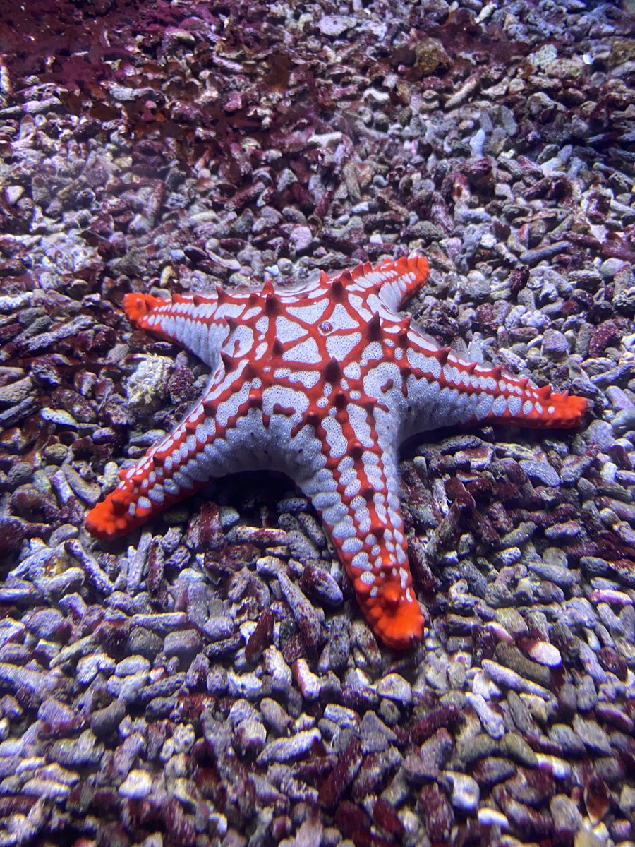 pierrejanaszak's tweet photo. Les aquariums m’apaisent ❤️ #aquarium #méduse #etoiledemer https://t.co/HuFCGRKjnX