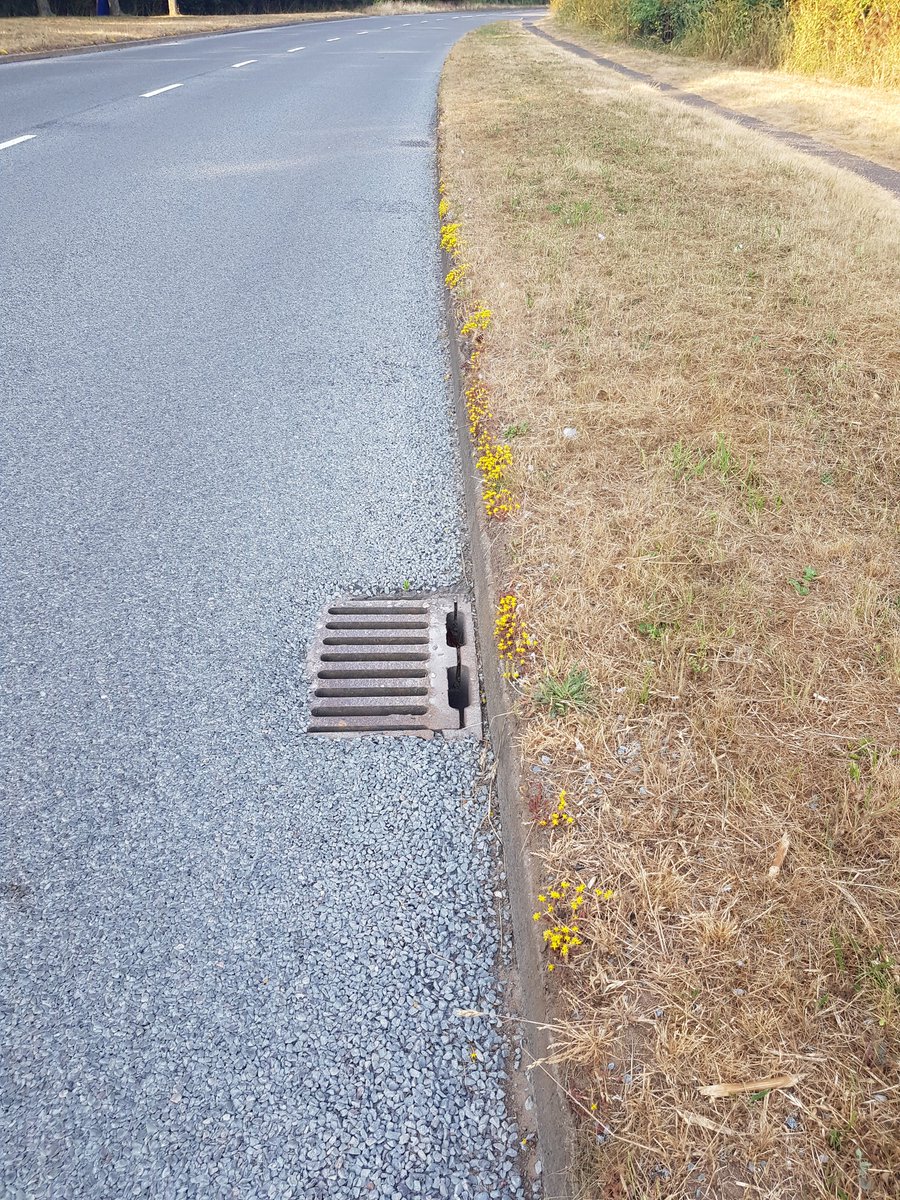 Biting stonecrop edging the A149. 
#wildflowerhour