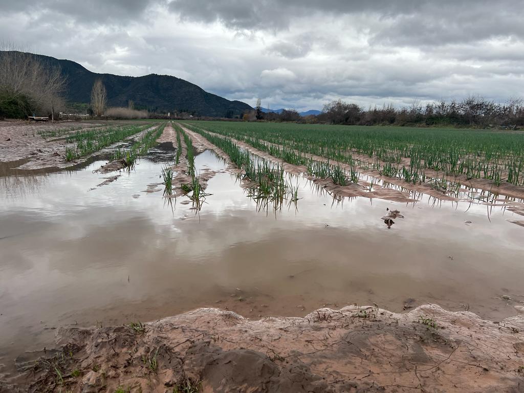 sagchile's tweet photo. Funcionarios de @sagchile #OHiggins llegaron a localidades de #Apalta y la comuna de Palmilla donde dieron cuenta de viñas anegadas, frutales y cultivos de hortalizas con daños, además de visitar un predio ganadero. https://t.co/pEJVfnt8xg
