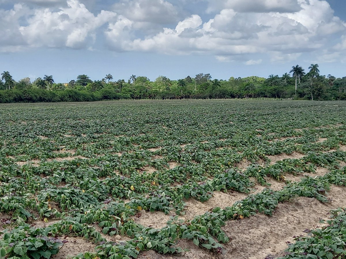 En la zona de Mella se trabaja intensamente para producir alimentos.  Con el esfuerzo de todos saldremos adelante #IslaDeLaJuventud #Cuba #SentirPinero