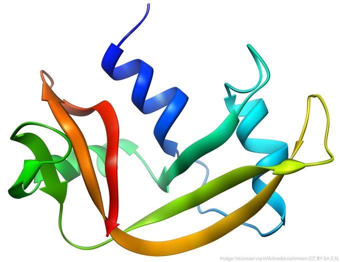 The structure of w:RNase A, PDB id 2AAS, generated using w:UCSF Chimera.