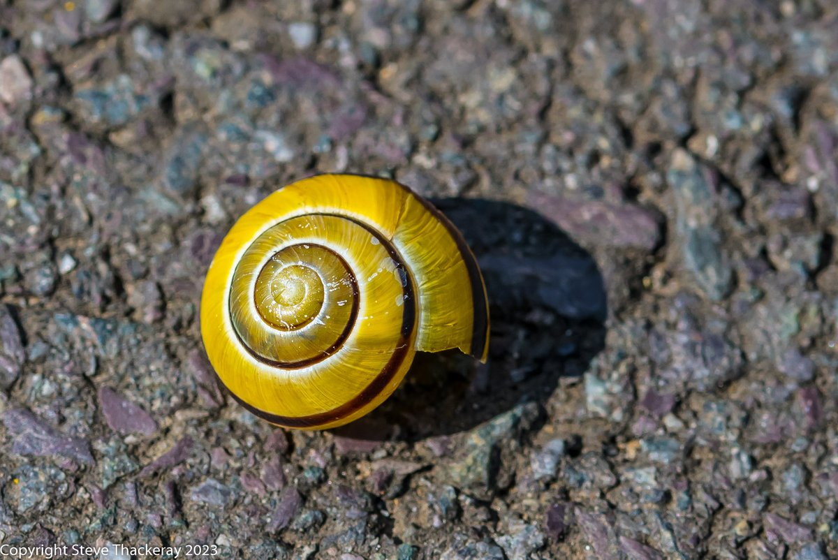 #SundayYellow 
@DavidMariposa1 

Empty snail shell