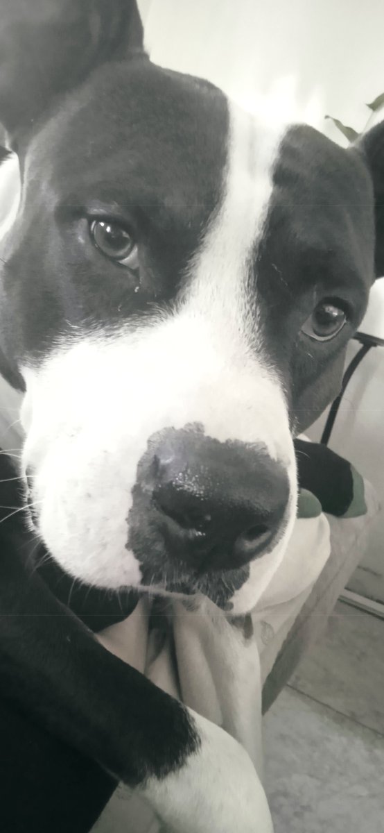 Rotunes's tweet image. Amor perruno