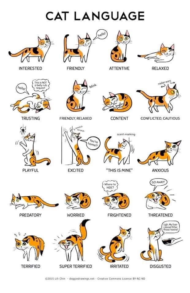bukki2604's tweet photo. #CatLanguage
Habe ich auf einem T-Shirt, das aber ziemlich verblasst ist. https://t.co/MG8zuBSXkP