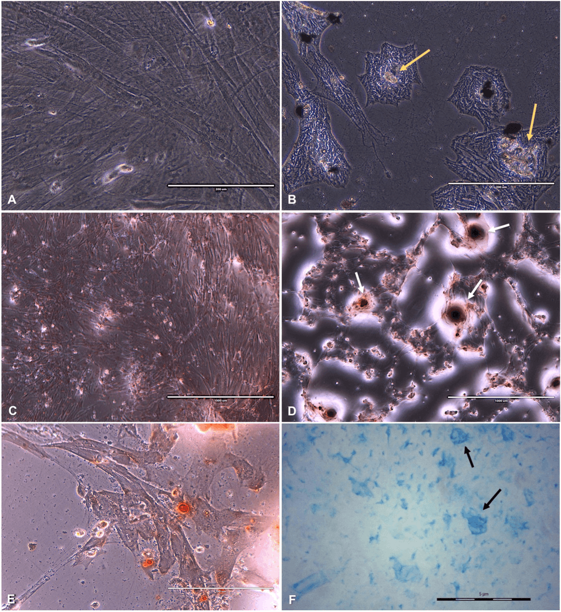 organoidscience's tweet photo. Investigators verified whether the 3D in vitro culture 🧫 of stem cells derived from the canine yolk sac was capable of developing #IntestinalOrganoids. @usponline

🔗 https://t.co/4N8Tajz3rF https://t.co/EAWhFOHsn8