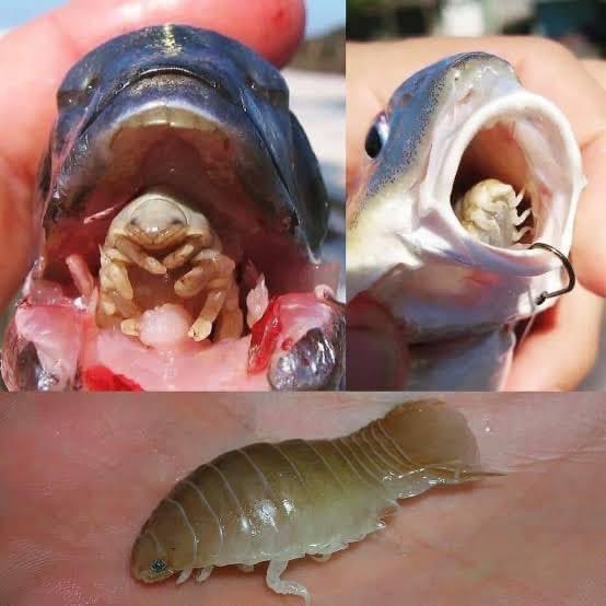 ¿Qué es lo que se esconde en la boca de estos dos peces?

En el Golfo de California vive un parásito acuático que, para sobrevivir, se come la lengua de su hospedero y ocupa su lugar dentro de la boca. 

El animal, Cymothoa exigua, que ha sido identificado como un tipo de