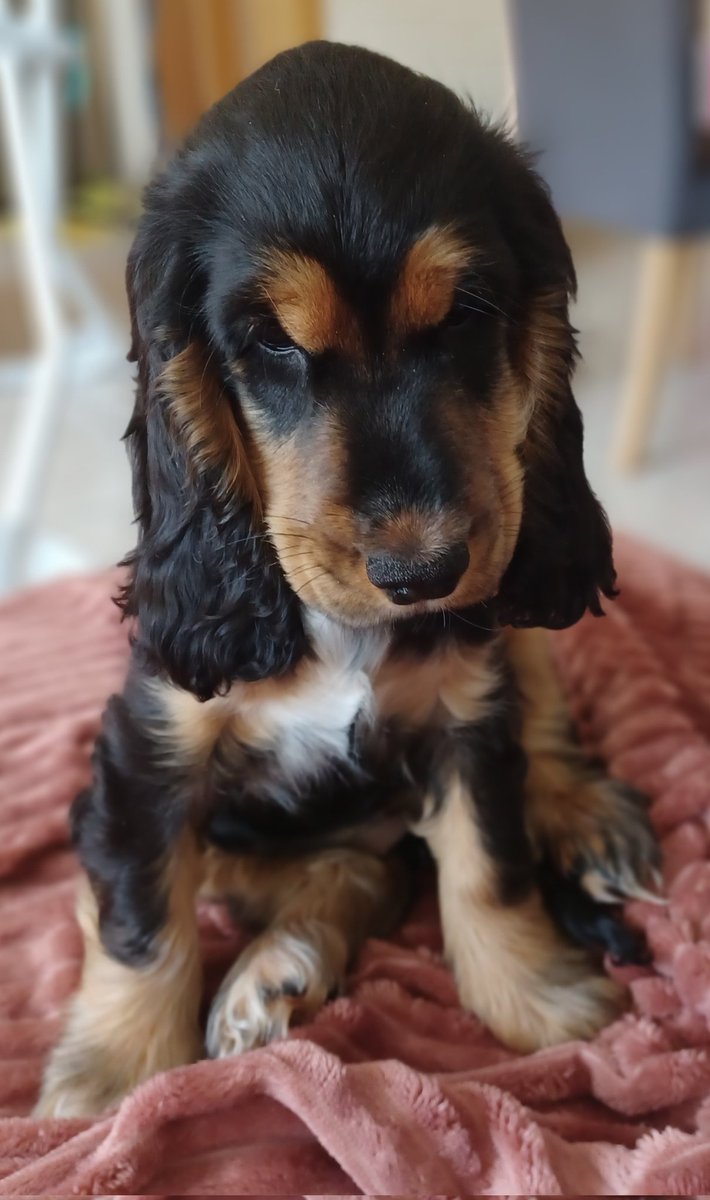 CorineSimal's tweet photo. Sweetie ❤️🥰 https://t.co/8vHKR0Wp24