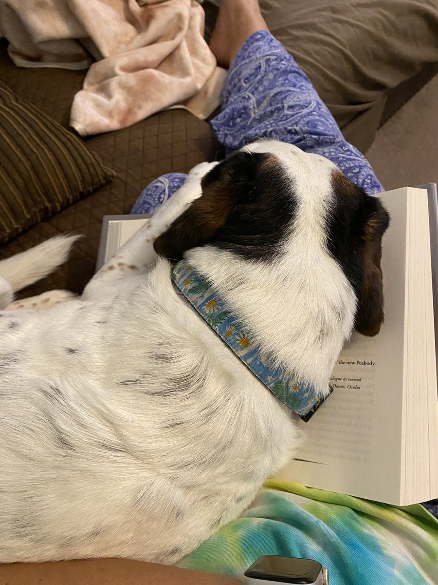 MiMiT91's tweet image. Molly, helping me read my book.  #MollyInTheMiddle #beagle #NotHelpful