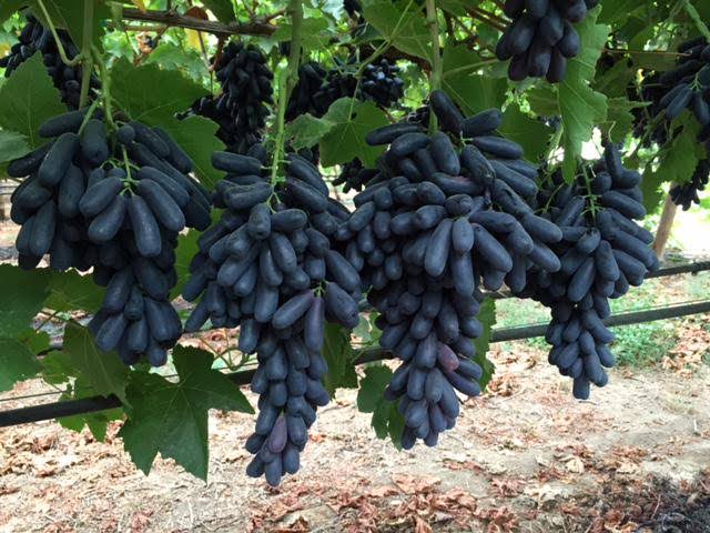 DiegoRebrujo067's tweet photo. @Bornakang Have you seen L O N G  G R A P E S?
They're pretty good, and known as "Uvas brujas" (witch grapes) here in Mexico https://t.co/l3QsxiiWpq