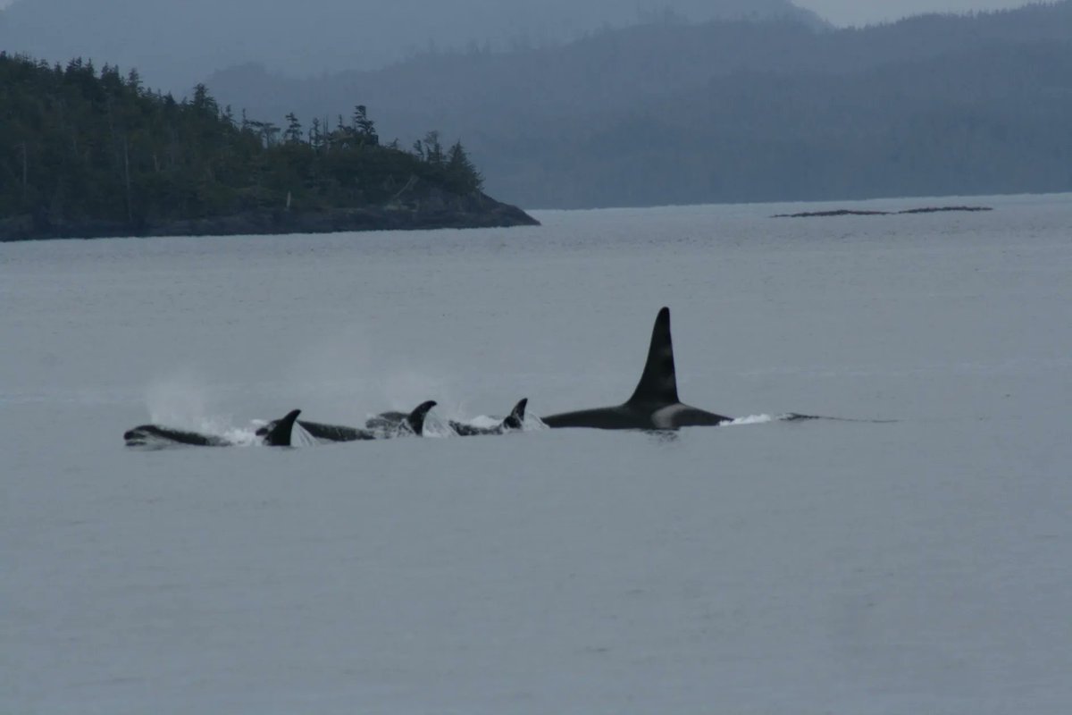 #OrcaFacts: Northern Resident Killer Whales are salmon specialists found in the central and northern waters of BC. They can be divided into three clans, A, G, & R, each with distinct vocals & feeding behaviours with an estimated 300+ individuals in the population
#OrcaActionMonth