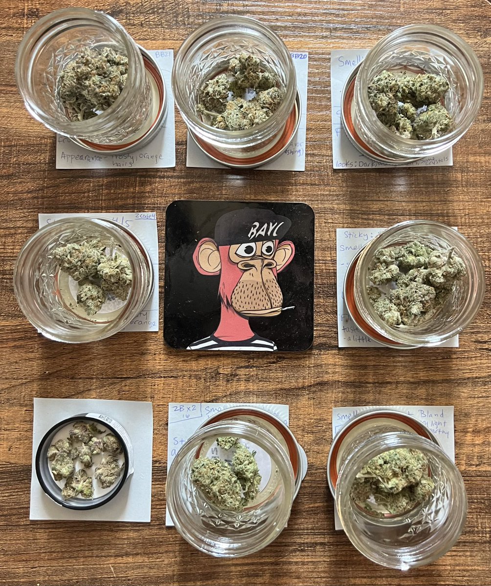TheeHustleHouse's tweet image. I’m just a @BoredApeYC doing a bit of work a &amp;amp; sampling some strains…. 
Shout out to @Really_Raw_ 🔥