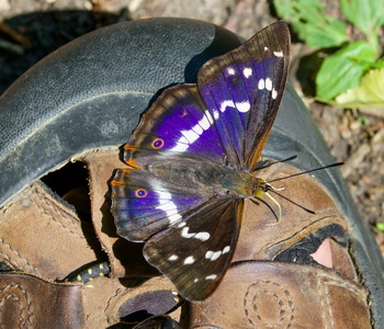 Purple Emperor now seen in one of the usual locations SWT Bradfield Wood. Photo by Rik Foulkes who was obviously wearing the correct shoes for attracting Purple Emperors. @suffolkwildlife