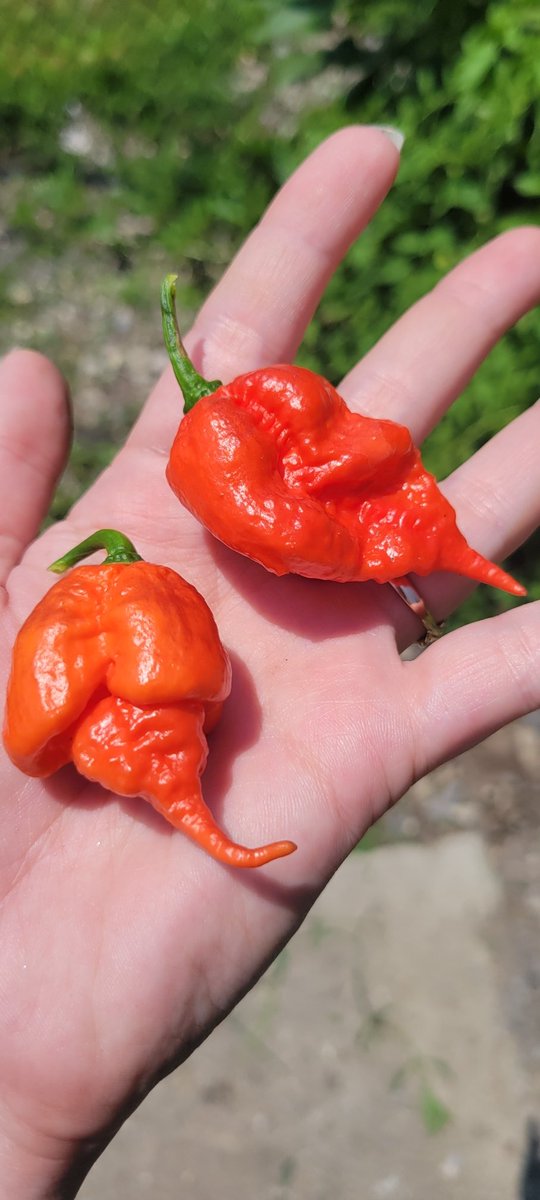TaprootHydro's tweet photo. How spicy do you like it?

We want our faces to go numb! With the organic amendments from Down To Earth, these pods are sure to be scorching 🤤 

#pepper #gardening #hot https://t.co/82rWTzX0m9