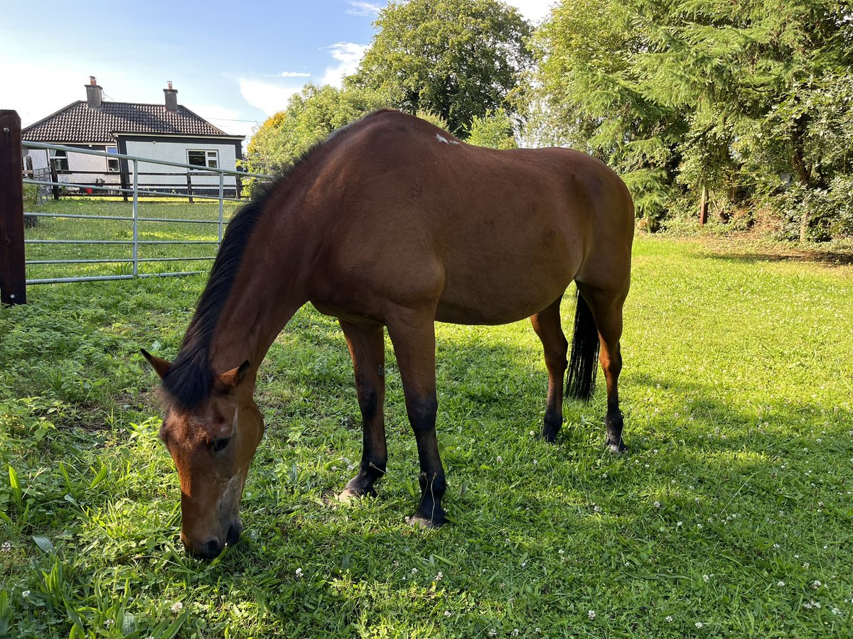 Sarah McGrath tweet media