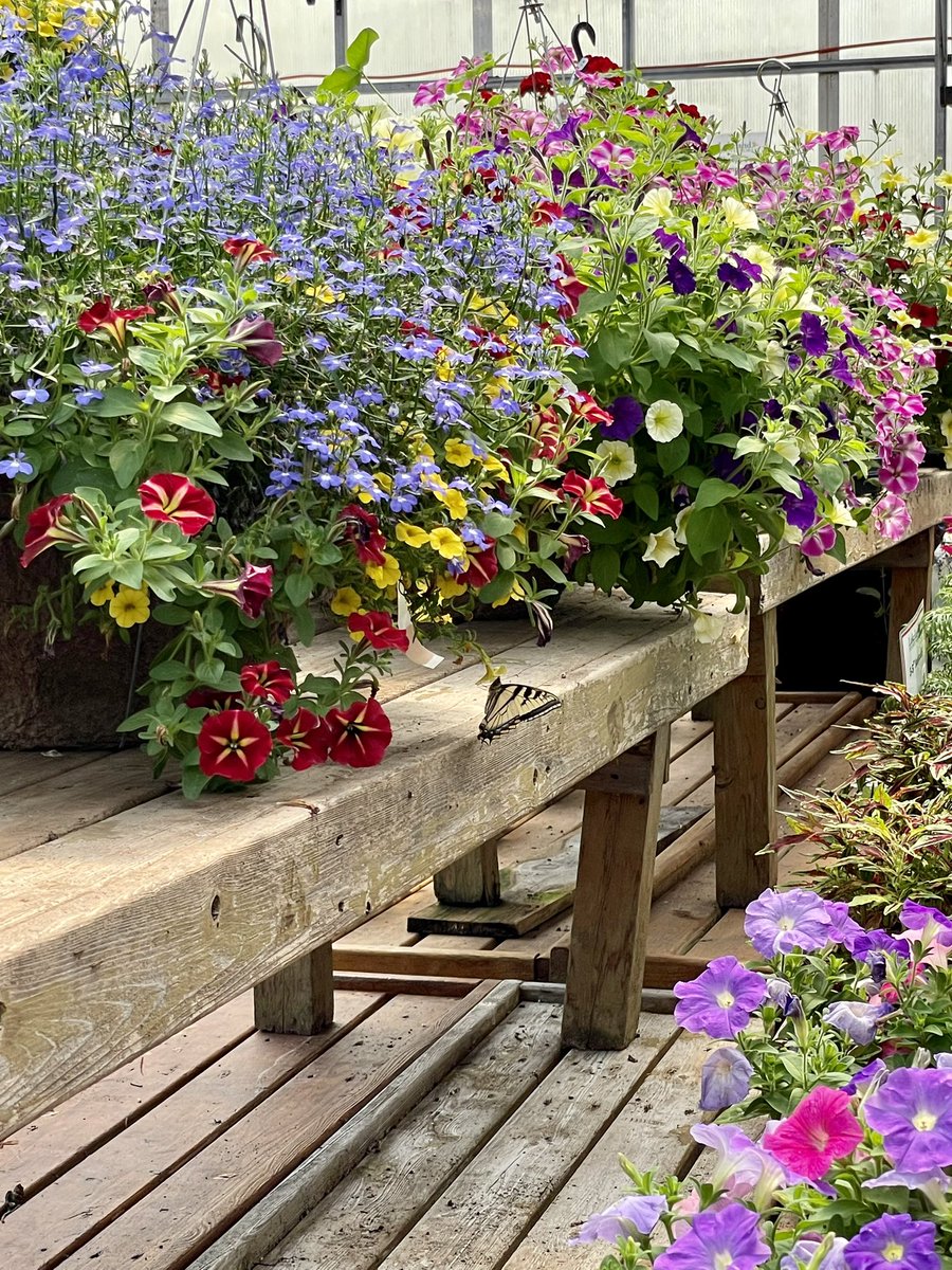 This Eastern Tiger Swallowtail butterfly (Papilio glaucus) had the entire store to feast on today at <a href="/LakelandPlants/">Lakeland Plant World</a> . Talk about the cat getting into the cream.
