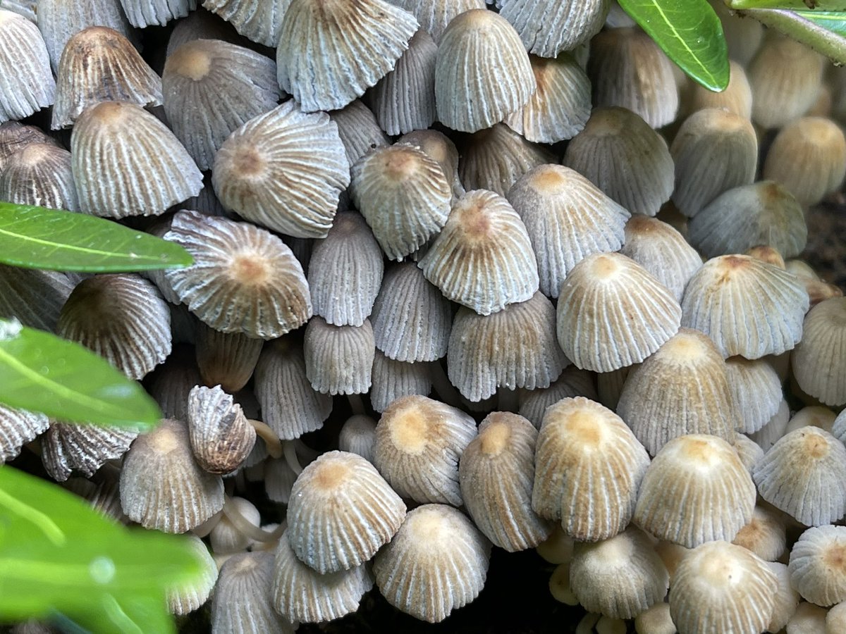 Day 25 of #30DaysWild and a patch of Fairy Inkcaps (Coprinellus disseminatus) on a tree stump. They are a species of Agaric #fungus, but unlike other coprinoids, they do not deliquesce on maturity. @DerbysWildlife @Allthingswild01 @ukfungusday