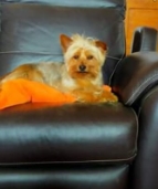 25.06.23 Perdus : 1 jeune chien Setter Lemon + 1 chien York, à Montdurausse. Tél : 06 64 36 15 36 #Tarn