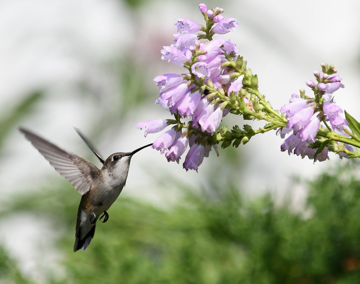 Hummingbirds have a supercharged metabolism! In order to sustain themselves, they must visit between 1,000 and 2,000 flowers per day🌷

They are especially attracted to flowers with a long, tubular shape – like the obedient plant seen here.
#PollinatorWeek

📸Jim Hudgins/USFWS