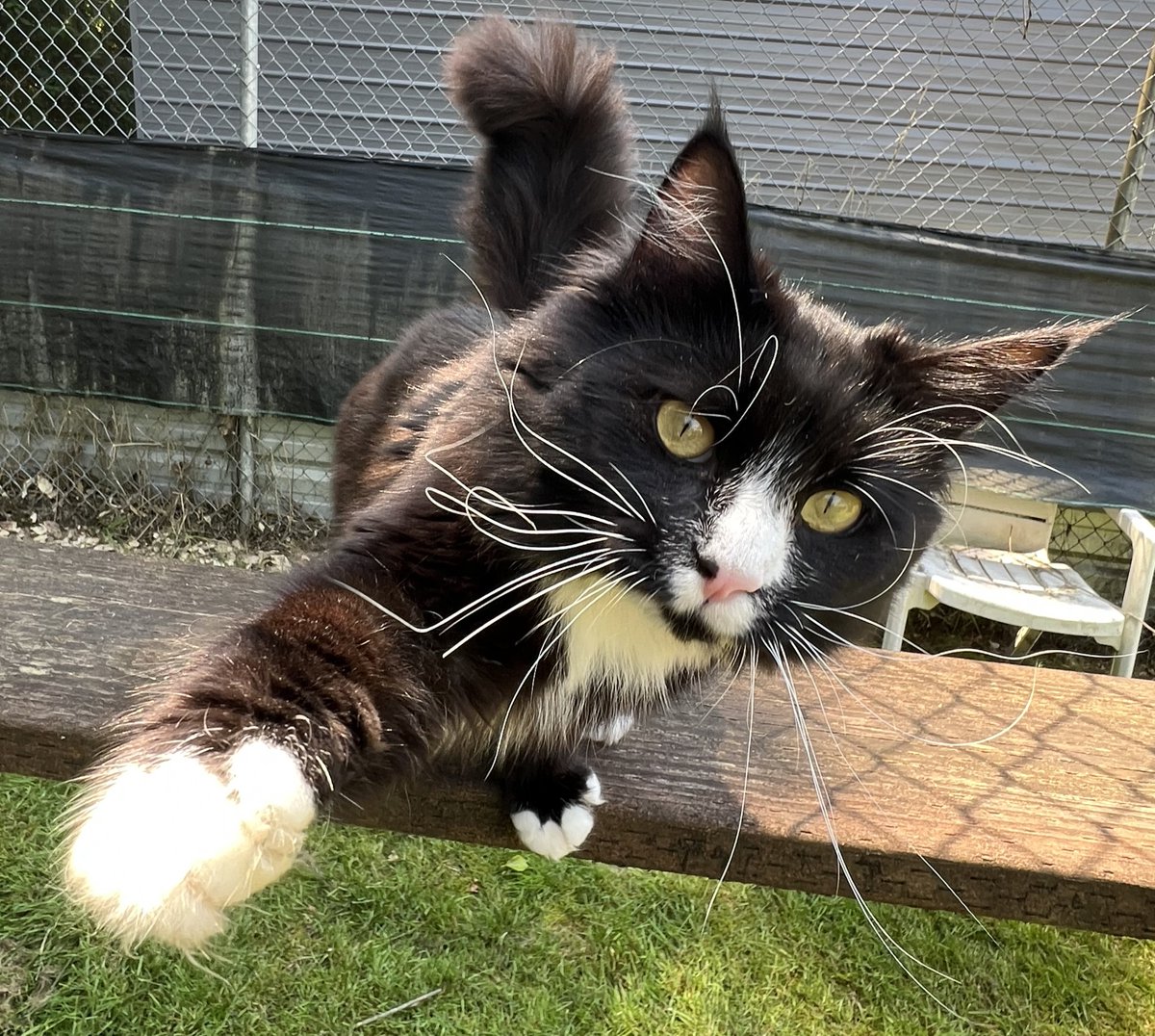 Sampson is a FeLV+ cat who was found as a stray in Moses Lake. His previous foster told us that he is a playful and affectionate cat who loves to be around people and other animals. He is available for monthly sponsorship or special placement.

#SponsorMeSunday