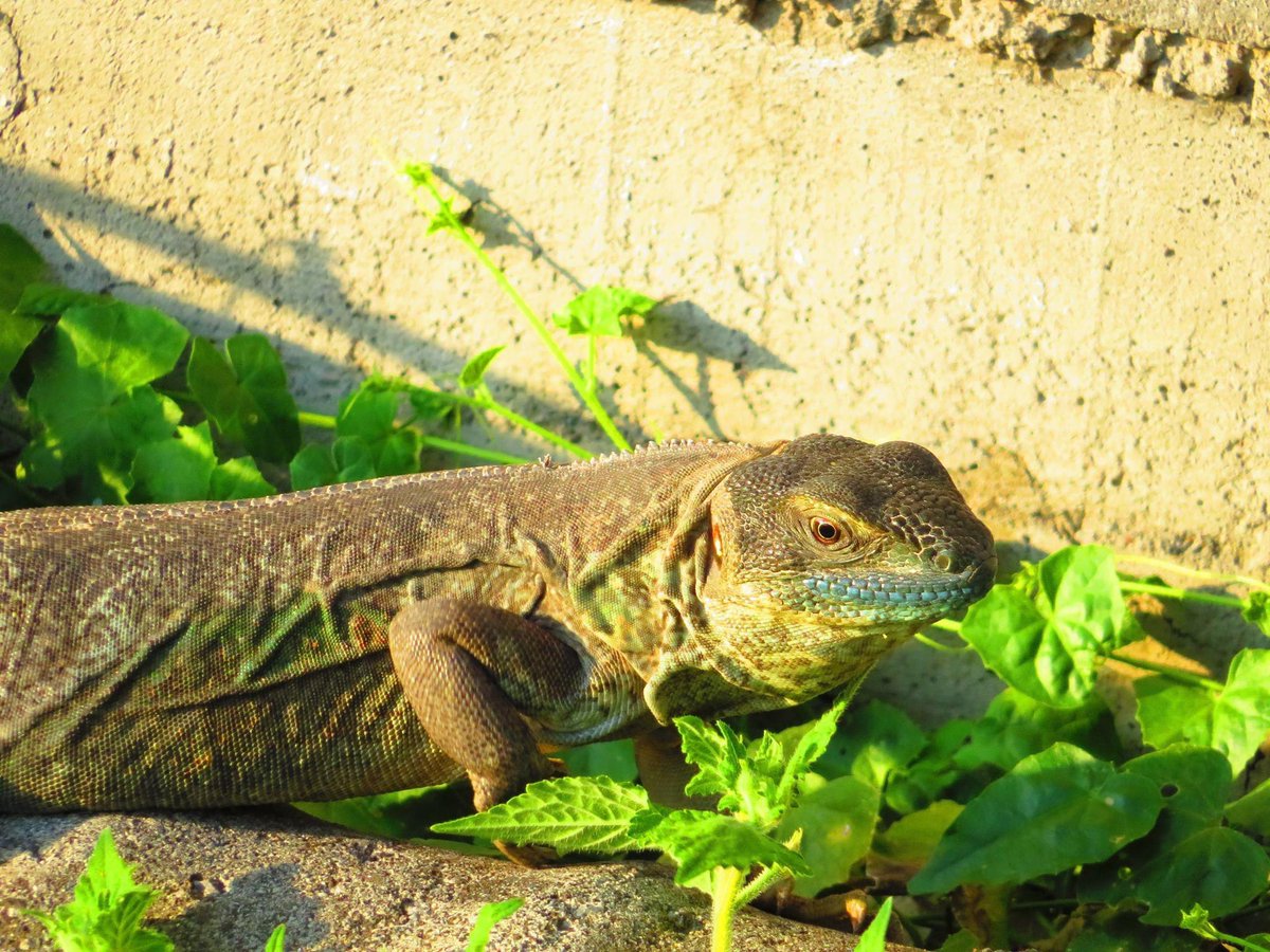 Las 🦎 iguanas de #Cuernavaca