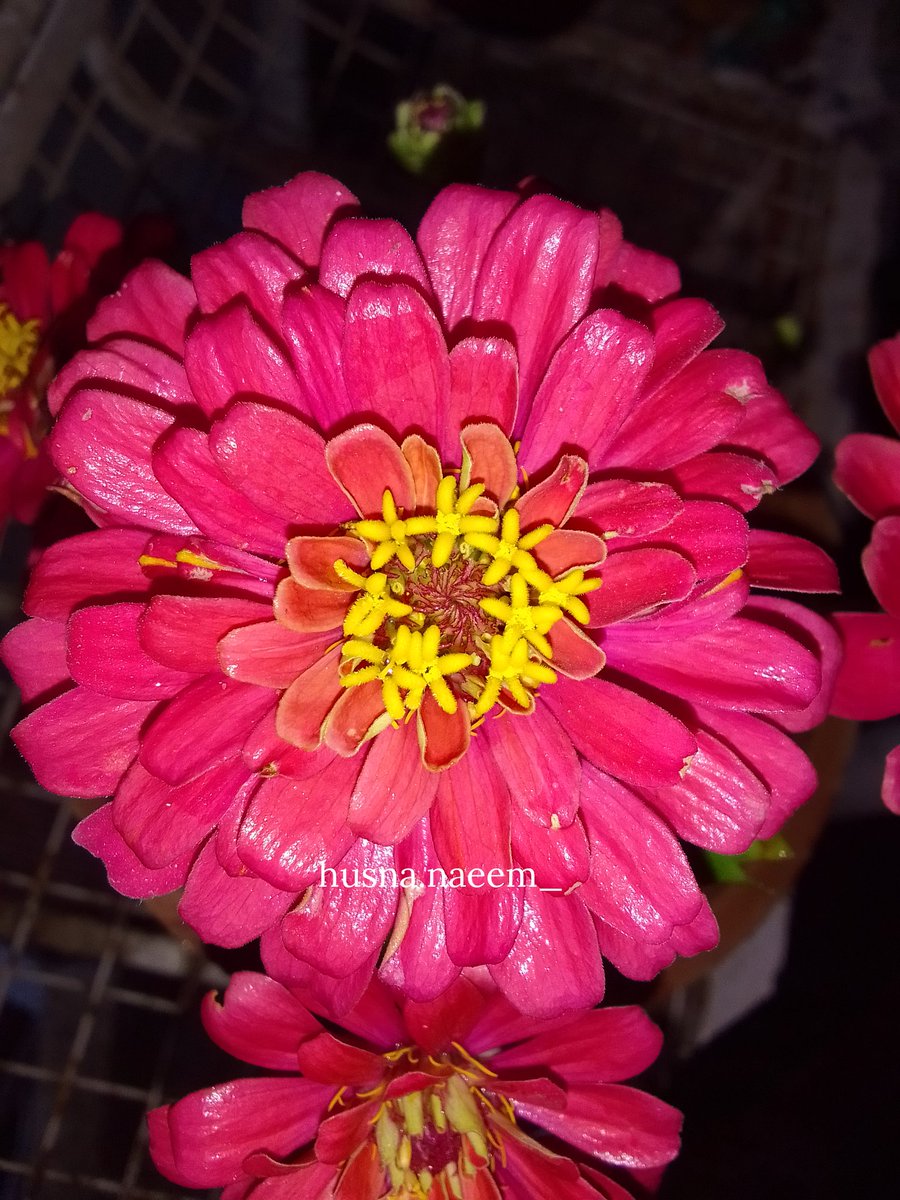 HusnaNaeem7's tweet photo. 𝑳𝒊𝒌𝒆 𝒔𝒕𝒂𝒓𝒔 𝒊𝒏 𝒕𝒉𝒆 𝒔𝒌𝒚, 𝒕𝒉𝒆 𝒔𝒉𝒊𝒏𝒊𝒏𝒈 𝒑𝒆𝒕𝒂𝒍𝒔 𝒐𝒇 𝒇𝒍𝒐𝒘𝒆𝒓𝒔 𝒊𝒍𝒍𝒖𝒎𝒊𝒏𝒂𝒕𝒆 𝒕𝒉𝒆 𝒘𝒐𝒓𝒍𝒅 𝒘𝒊𝒕𝒉 𝒕𝒉𝒆𝒓𝒆 𝒃𝒆𝒂𝒖𝒕𝒚 ✨🌺
#photographybyhusna

#photography #flowers #flowerslover #AESTHETIC #dawndotcom #flowercolors #Twitter #Pink https://t.co/LVvZCfGRNI