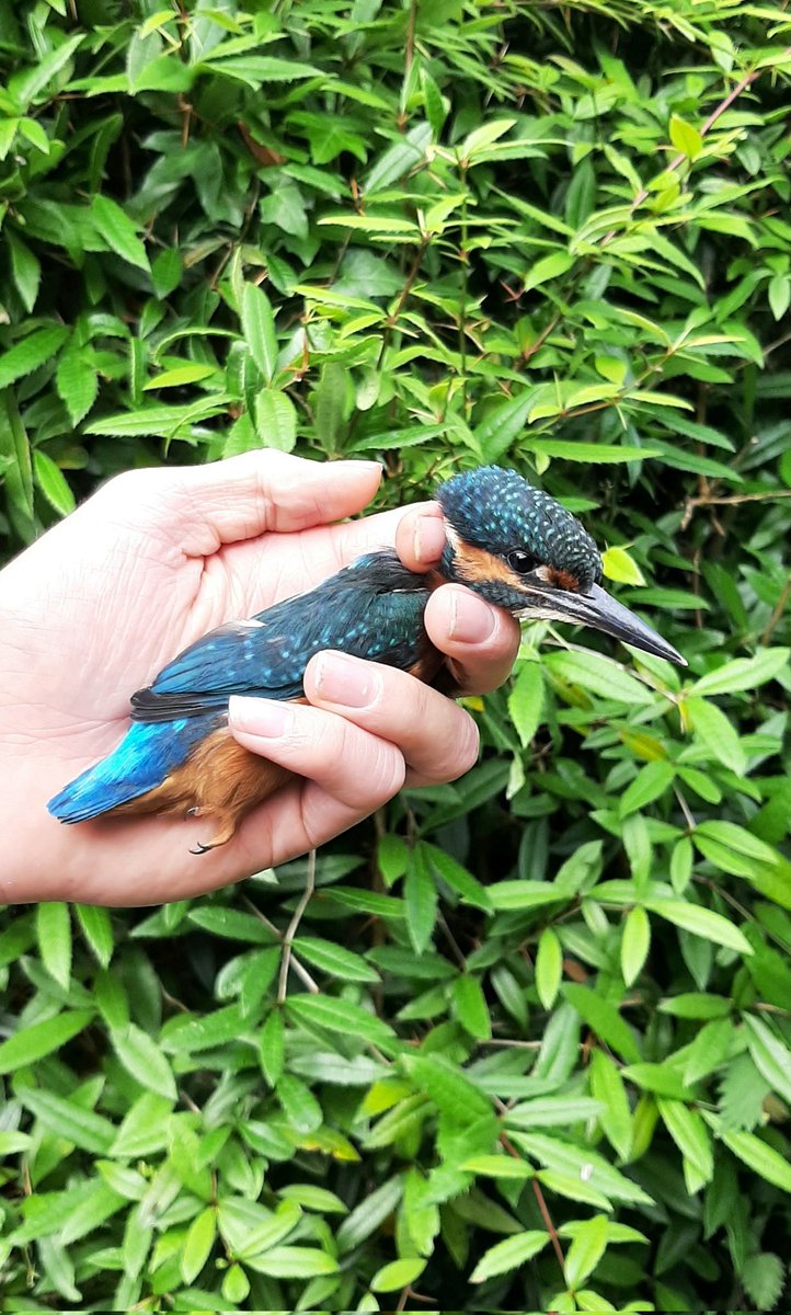 Chew Valley Ringing tweet media