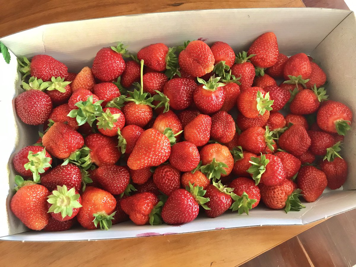 #Erdbeeren #Pflücken