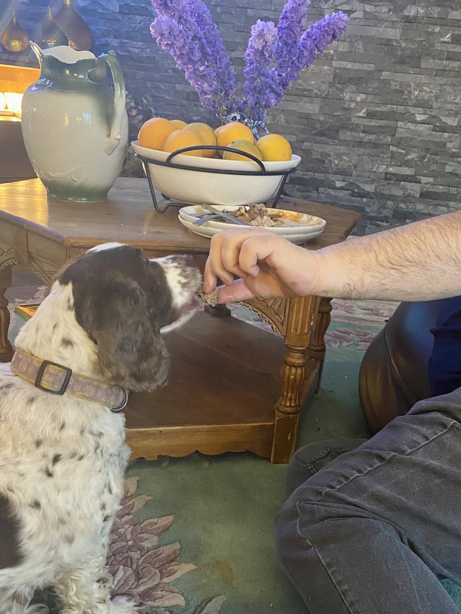 SpanielsSuper's tweet photo. To make up for having my tea stolen by Ronnie last night, dad gave me extra steak from his leftovers 
He left a bit for Ronnie who is asleep, I explained he doesn’t need or deserve it 😀
Dad said it’s only fair 😡
It wasn’t fair last night when he stole my tea 🤬
#ExtraHelping https://t.co/0E2CJqz3Fi