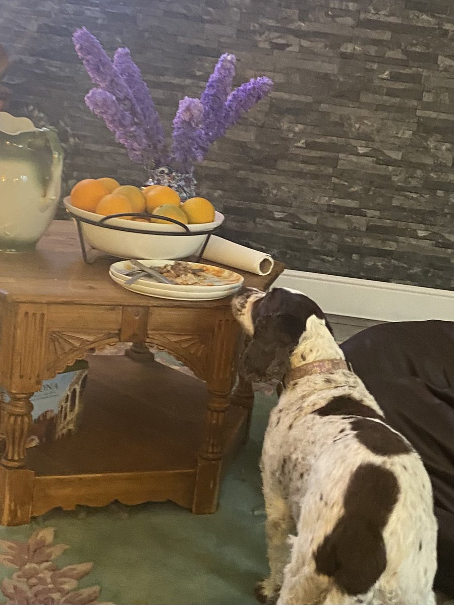 SpanielsSuper's tweet photo. To make up for having my tea stolen by Ronnie last night, dad gave me extra steak from his leftovers 
He left a bit for Ronnie who is asleep, I explained he doesn’t need or deserve it 😀
Dad said it’s only fair 😡
It wasn’t fair last night when he stole my tea 🤬
#ExtraHelping https://t.co/0E2CJqz3Fi