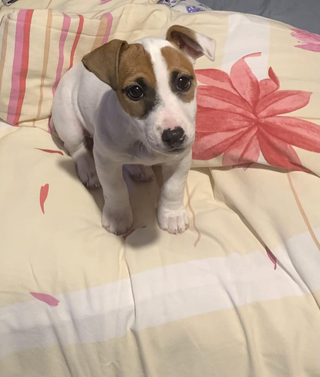 vu sur #FB, merci de les aider à retrouver leur petite chienne :"une enquête est en cours. Je vous demande de partager un maximum pour que notre petite UTA ne tombe pas aux oubliettes.. TOUTE notre  famille est triste partager un maximum s’il vous plaît 📷 📷📷