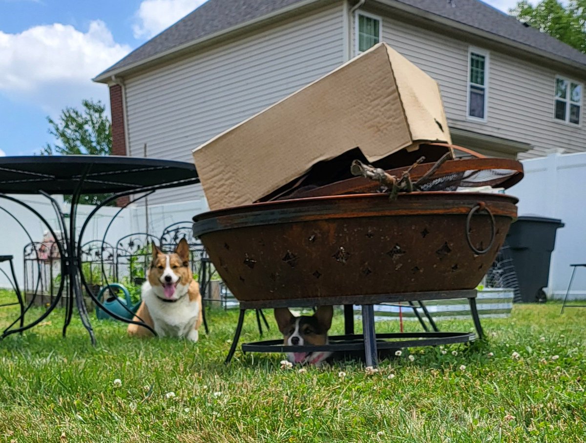 CorgiDuncan's tweet image. So @CorgiZowie I know you like the shade but...#CorgiCrew #corgi