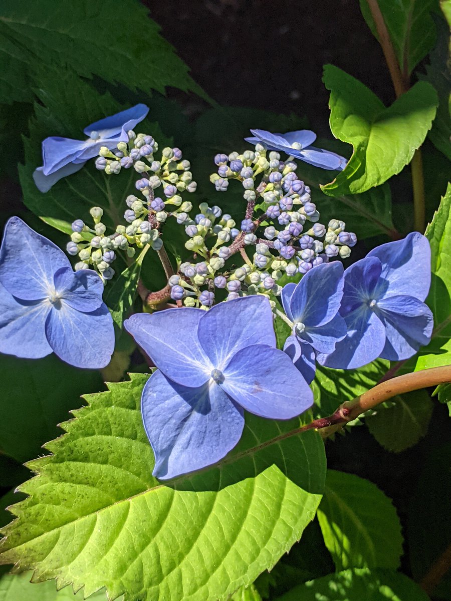FREDAHAM's tweet photo. In my garden this summer. https://t.co/LC0wPHqubp