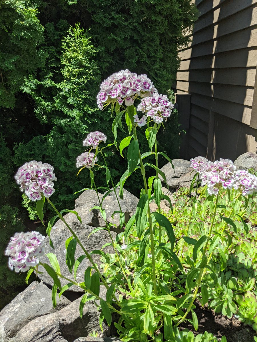 FREDAHAM's tweet photo. In my garden this summer. https://t.co/LC0wPHqubp