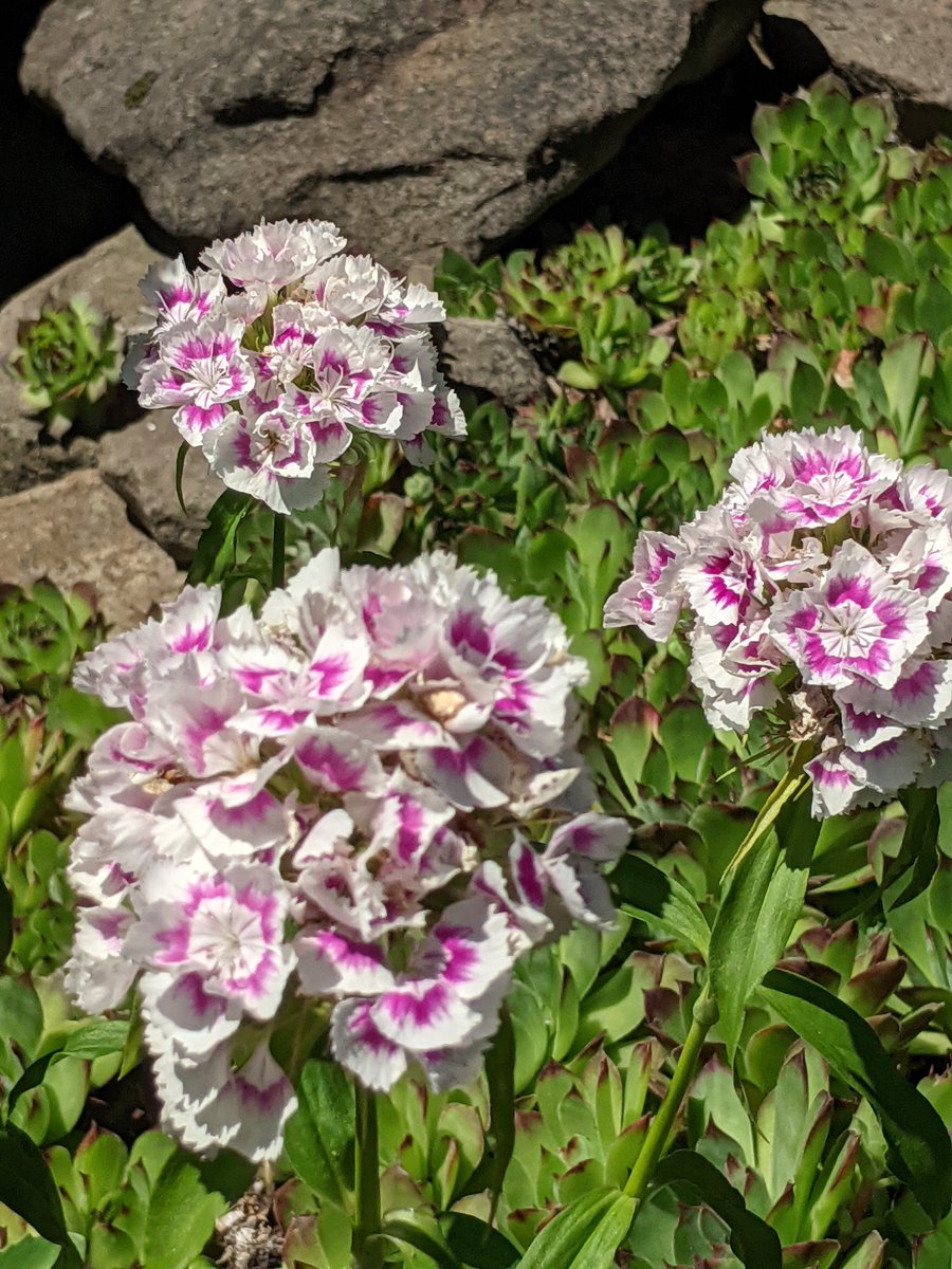 FREDAHAM's tweet photo. In my garden this summer. https://t.co/LC0wPHqubp
