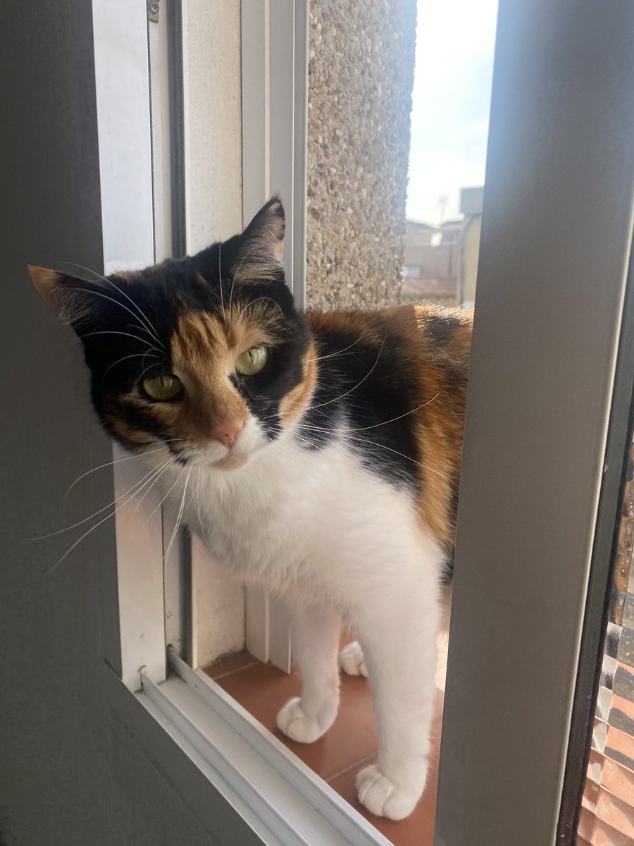 criistiinaapg_'s tweet photo. mi gatita se ha perdido por la Barca, porfi si la veis avisadme lo antes posible q nunca se había escapado y se suele asustar mucho con la gente :( https://t.co/FbfYs7P5oj