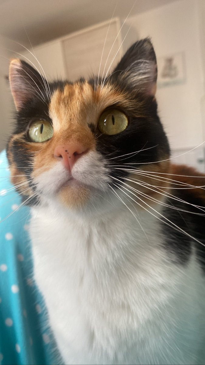 criistiinaapg_'s tweet photo. mi gatita se ha perdido por la Barca, porfi si la veis avisadme lo antes posible q nunca se había escapado y se suele asustar mucho con la gente :( https://t.co/FbfYs7P5oj