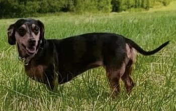 🆘24 JUNE 2023 #Lost JESSIE #ScanMe
Brown/Tan Dachshund Female #SausageArmy
Last Seen Behind Bamfurlong Police Station 
off Bolton Road #AshtonInMakerfield #Wigan #WN4 doglost.co.uk/dog-blog.php?d…