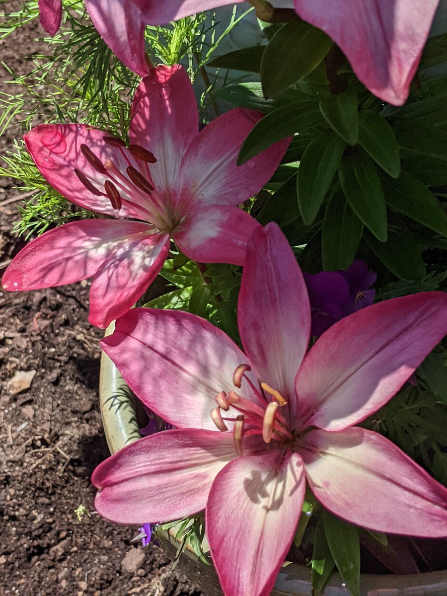 FREDAHAM's tweet photo. In my garden today. https://t.co/O8260rqLil