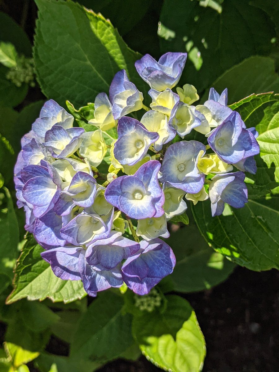 FREDAHAM's tweet photo. In my garden today. https://t.co/O8260rqLil
