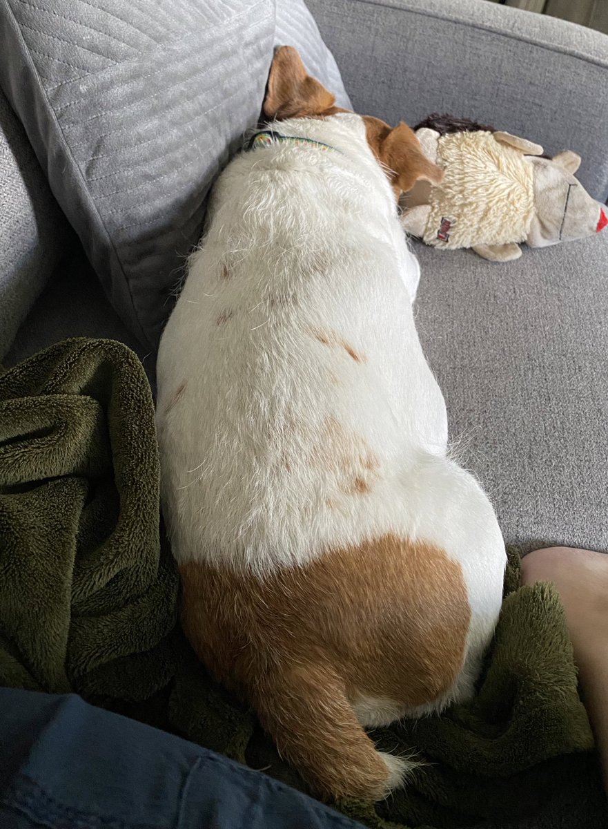 DaisyMaeJack's tweet photo. Sunday snoozles. It’s bery hoomid outside 😒😎🐾🌸 #humiditysucks #nap #dogsoftwitter #JackRussell https://t.co/KdYpa3hkYQ
