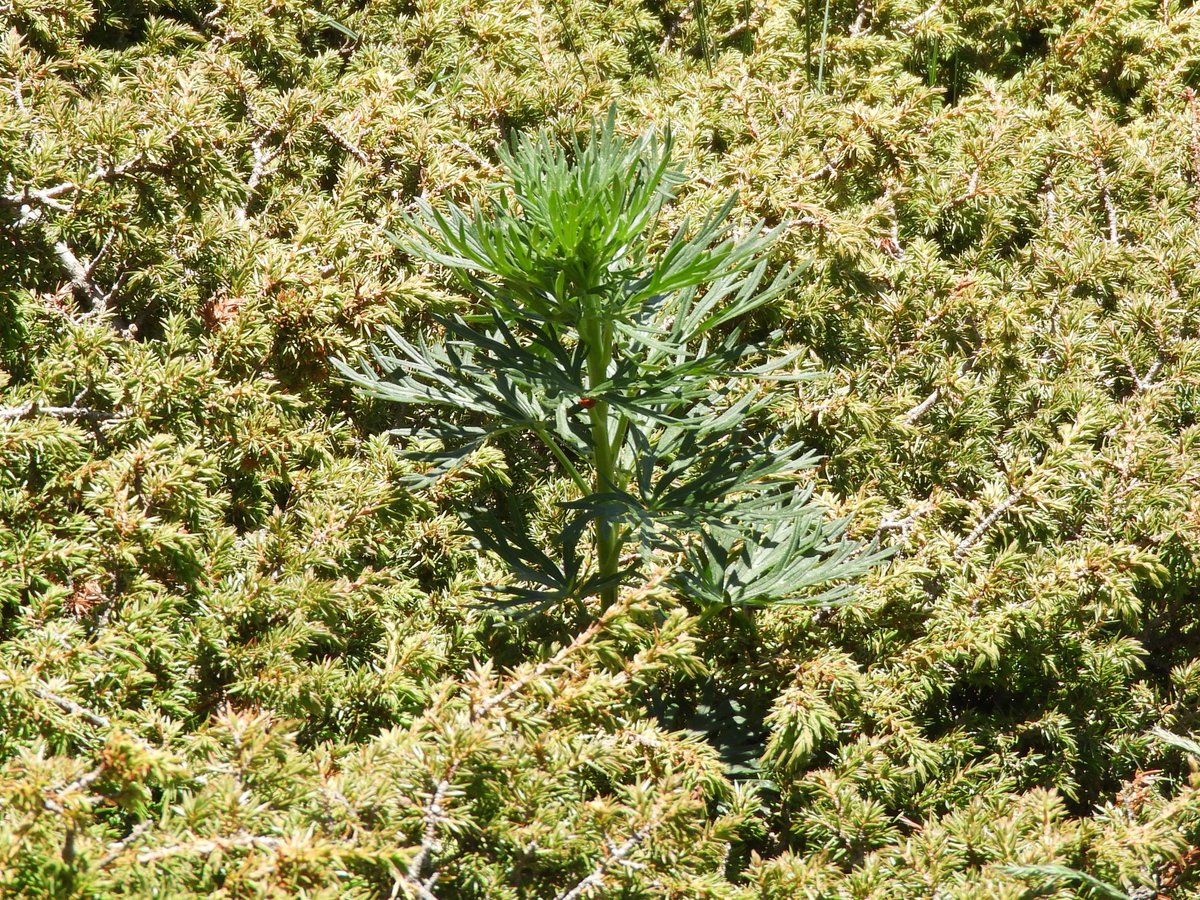 Nuriatg's tweet photo. La #torablava no té flor en aquesta època. Floreix juliol/agost. Així que sí veieu unes plantes amb aquest tipus de fulla i sense flor, no la toqueu! La trobareu en prats d'alta muntanya, entre els 1500 i 2500 m. Davant del dubte, ben lluny!  
Pic de l'àliga, vall de Núria. https://t.co/0jrGnoGdmz