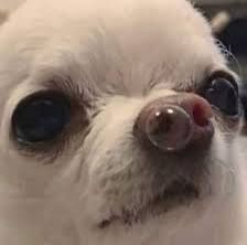 <a href="/starraildivulga/">STAR RAIL; new generation</a> Plot político bom, várias aberturas pra plots internos, sabe? Eventos programados, missões já prontas...  Tá difícil pra gente, amiga