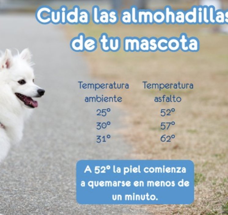 Piensa en tu Mascota 🐾a la hora de sacarle a pasear #OlaDeCalor #Verano2023 #mascotas