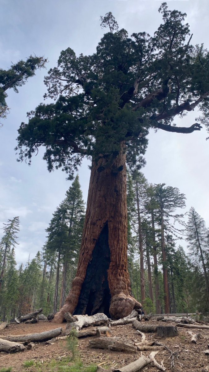 Finally… 10+years later, I got to go back to <a href="/YosemiteNPS/">Yosemite National Park</a> and get to walk amongst the giants!