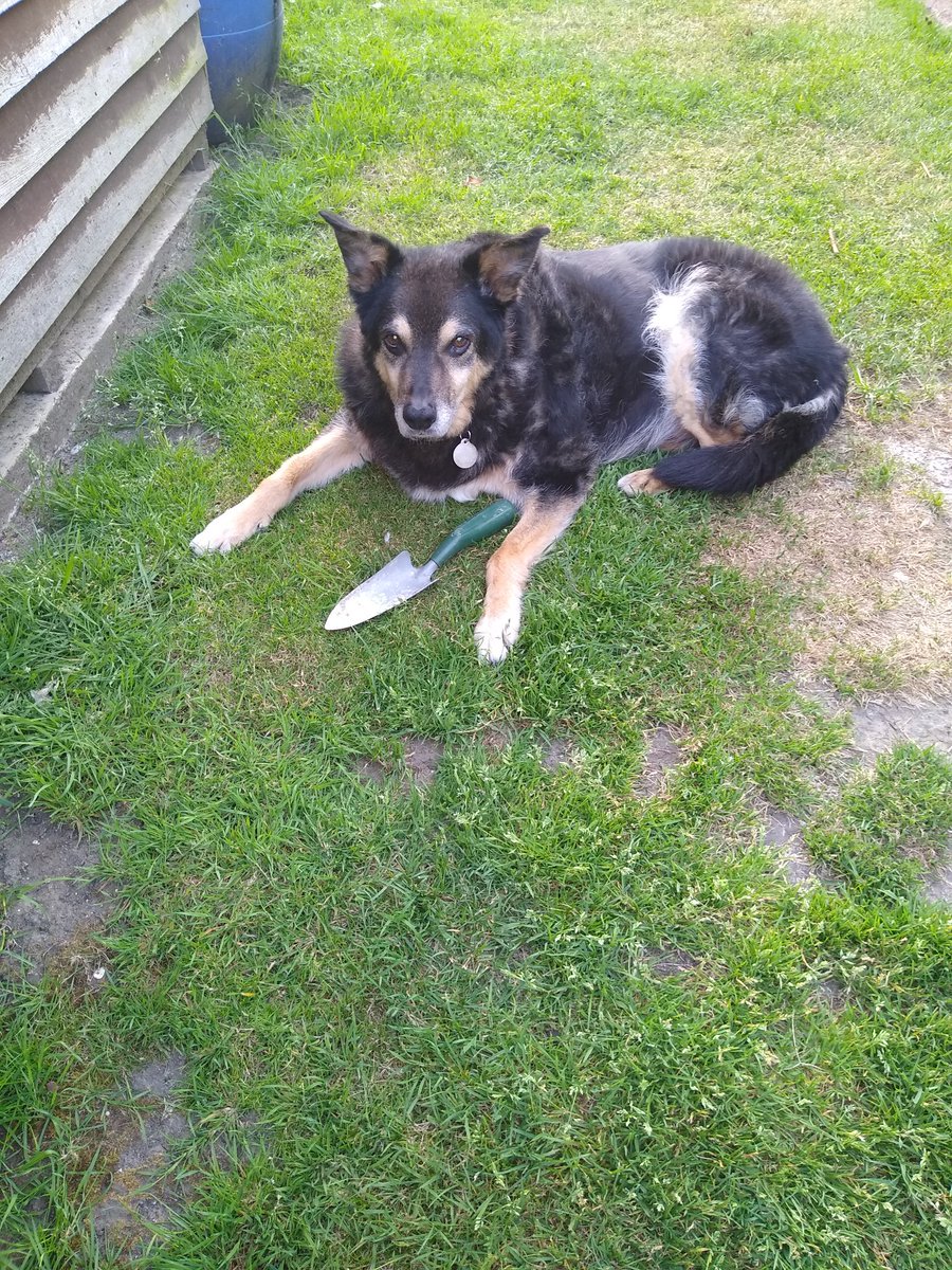 TamseyKitten's tweet photo. Third time in 2 days Bruno has taken a trowel from the utility room into the garden. https://t.co/gyyY07Vgoj