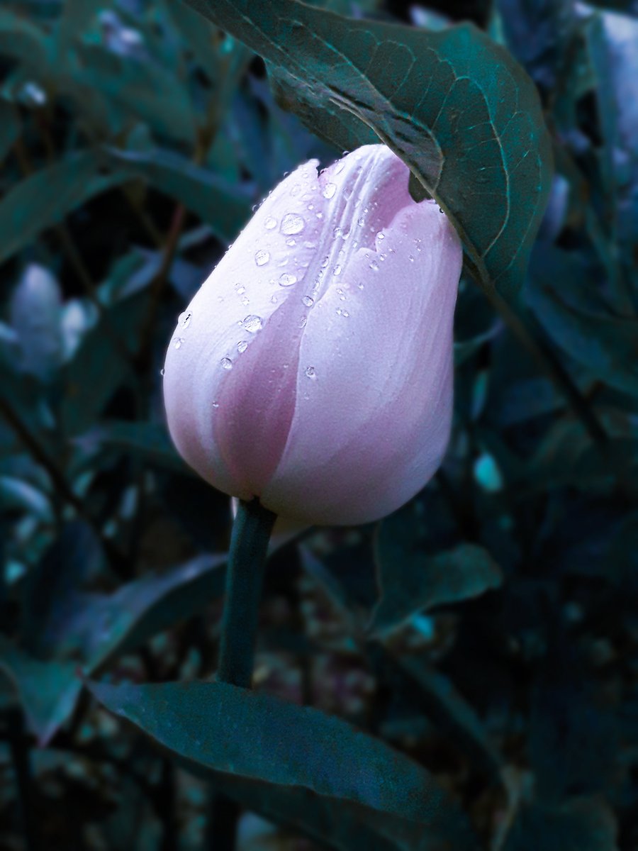 Snejls's tweet photo. Macro photos compilation   

Purchase: https://t.co/ujJ3utM7mC 

#macro #macrophoto #closeup #photo #bokeh #flowers #garden #summer #nature #photography #flickr #foap #glade #rose #apple #lilac https://t.co/CIskcR2a1V
