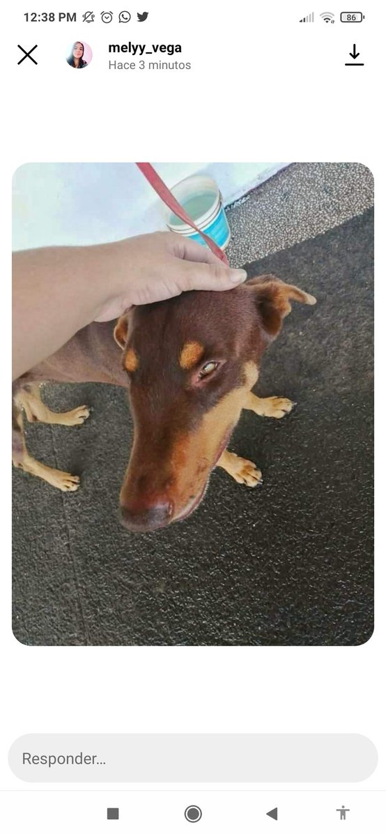 melixplaz's tweet photo. Una amiga lo rescató y necesita urgente encontrar a sus dueños y ayuda. Por de pronto haremos lo posible por él pero ojalá alguien de buen corazón pueda albergarlo en su hogar 🙏🏻🥺

@perdidospy @mascotasperdids @Melyy613 @IsabelMezquita4 @jazgaleanopy https://t.co/9ixy140paX
