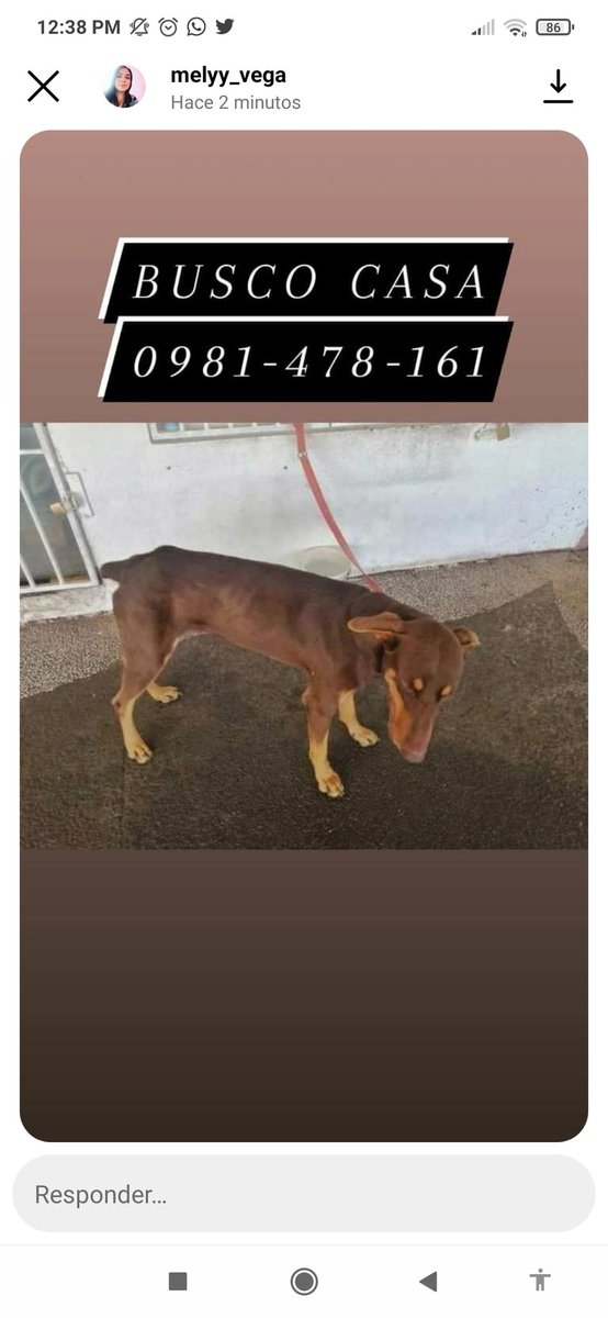 melixplaz's tweet photo. Una amiga lo rescató y necesita urgente encontrar a sus dueños y ayuda. Por de pronto haremos lo posible por él pero ojalá alguien de buen corazón pueda albergarlo en su hogar 🙏🏻🥺

@perdidospy @mascotasperdids @Melyy613 @IsabelMezquita4 @jazgaleanopy https://t.co/9ixy140paX
